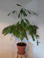 Grote advocadoplant te koop., Huis en Inrichting, Kamerplanten, Fruitplant, 100 tot 150 cm, Halfschaduw, In pot