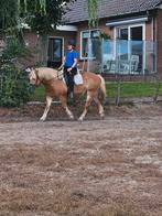Bijrijder gezocht., Dieren en Toebehoren, Paarden en Pony's | Verzorgingsproducten, Ophalen, Nieuw