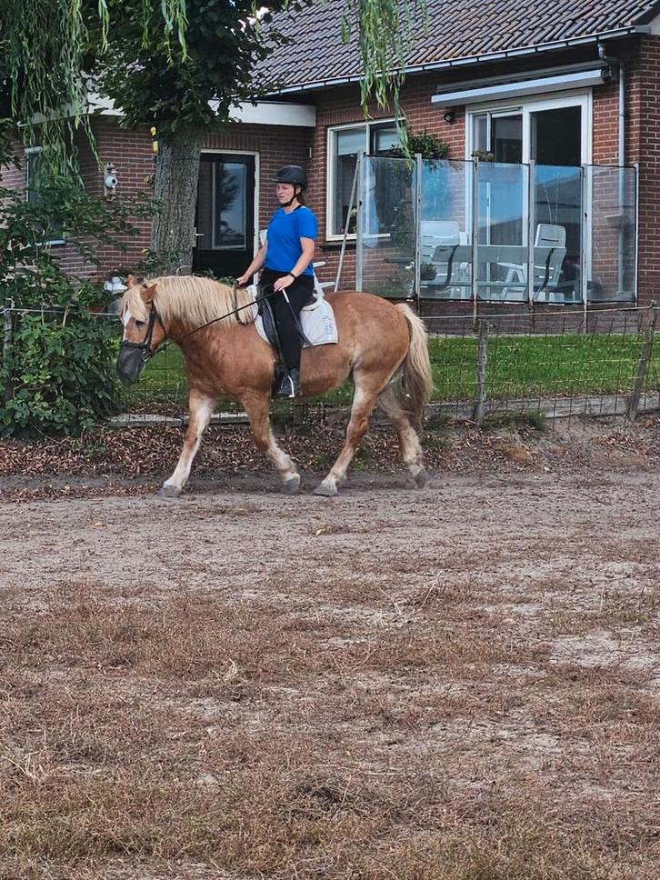 Bijrijder gezocht., Dieren en Toebehoren, Paarden en Pony's | Verzorgingsproducten, Nieuw, Ophalen