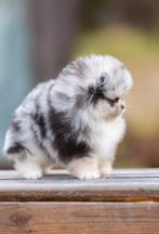 Exotische Pomeranian puppy (bearface) | klein | Stamboom, Dieren en Toebehoren, 8 tot 15 weken, Buitenland, Teef, Eén hond