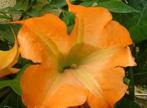 Brugmansia/Engelentrompet Jericho Orange, Ophalen, Overige soorten