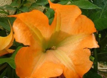 Brugmansia/Engelentrompet Jericho Orange  beschikbaar voor biedingen