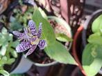 Vaste plant voor tuin of balkon, Tuin en Terras, Planten | Tuinplanten, Ophalen, Zomer, Overige soorten, Volle zon