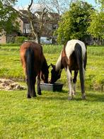 Weidegang gezocht voor 2 paarden (evt bruikleen), Dieren en Toebehoren, Stalling en Weidegang, Weidegang
