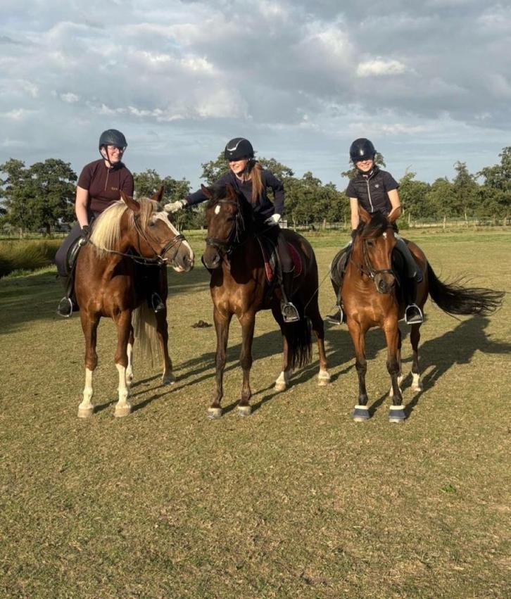 Stalhulp aangeboden, Dieren en Toebehoren, Paarden en Pony's | Overige Paardenspullen, Ophalen of Verzenden