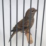 Bastaard kneu x kanarie, Dieren en Toebehoren, Vogels | Overige Vogels, Mannelijk, Wildzangvogel