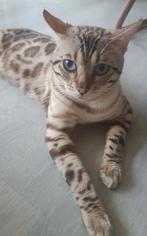 Dekkater snow bengaal Charcoal dragend met stamboom, Dieren en Toebehoren, Katten en Kittens | Dekkaters, 0 tot 2 jaar