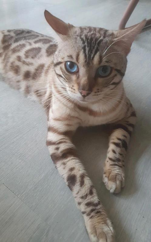 Dekkater snow bengaal Charcoal dragend met stamboom, Dieren en Toebehoren, Katten en Kittens | Dekkaters, 0 tot 2 jaar
