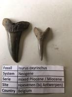 Haaientanden uit Hoevenen: Isurus oxyrinchus, Ophalen of Verzenden, Fossiel
