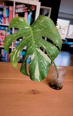 Monstera Thai constellation stek, Huis en Inrichting, Kamerplanten, Ophalen, Halfschaduw, Minder dan 100 cm