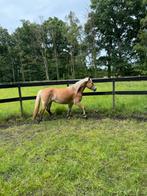 Paddock Paradise of kleinschalig pensionstal gezocht!, Dieren en Toebehoren, Stalling en Weidegang