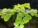 Limnobium laevigatum (Amazone Kikkerbeet), Dieren en Toebehoren, Vissen | Aquaria en Toebehoren, Ophalen, Nieuw, Plant(en), Steen of Hout