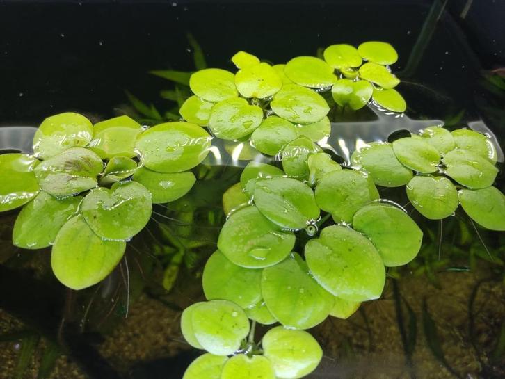 Limnobium laevigatum (Amazone Kikkerbeet), Dieren en Toebehoren, Vissen | Aquaria en Toebehoren, Nieuw, Plant(en), Steen of Hout