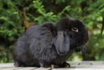 Lieve gecastreerde ram zoekt huisje, Mannelijk, Middelgroot, Hangoor, 0 tot 2 jaar
