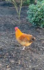 Gratis Haan Orpington / marans, Dieren en Toebehoren, Pluimvee, Mannelijk, Kip