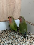 1 Jong Agapornis roseicollie met dna pop  om tam te maken, Vrouwelijk, Dwergpapegaai of Agapornis, Tam