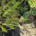 Perzische slaapboom  Albizia Julibrissin 'Ombrella', Ophalen of Verzenden, Zomer, Volle zon, Overige soorten