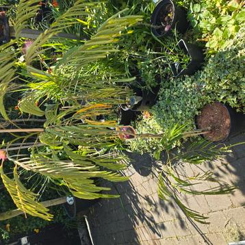 Perzische slaapboom  Albizia Julibrissin 'Ombrella'
 beschikbaar voor biedingen