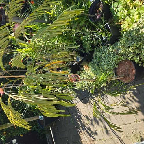 Perzische slaapboom  Albizia Julibrissin 'Ombrella', Tuin en Terras, Planten | Bomen, Overige soorten, Volle zon, Zomer, Ophalen of Verzenden