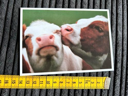 135. Kaart 2 Rode koeien knuffelen, Verzamelen, Ansichtkaarten | Dieren, Ongelopen, Ophalen of Verzenden