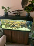 Mooie aquarium compleet, Ophalen, Zo goed als nieuw, Gevuld zoetwateraquarium