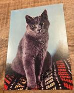 Schattig grijs katje, Verzenden, 1980 tot heden, Gelopen, Hond of Kat