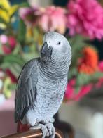Grijze roodstaart en Wijnborst Amazone papegaai, Dieren en Toebehoren, Ophalen of Verzenden, Nieuw, Metaal, Vogelkooi