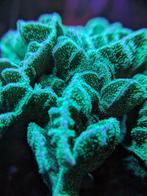 Pavona Cactus XL koraalstekken, Overige typen, Zoutwatervis