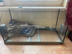 Schildpaddenbak 80 x 35 x 40 hoog incl. Rots, Dieren en Toebehoren, Ophalen, Gebruikt, Terrarium of Paludarium