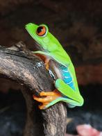 Baardagamen, luipaardgekkos, kameleons, koningspythons etc., Dieren en Toebehoren, Overige soorten, Met terrarium, 0 tot 2 jaar
