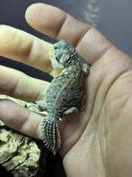 Diverse Uromastyx soorten voor Hamm, Dieren en Toebehoren, Reptielen en Amfibieën, 0 tot 2 jaar