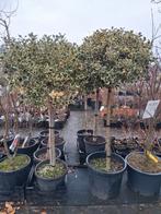 Hulst op stam, Bonte hulsten, prachtige bollen met stevig, Halfschaduw, Ophalen of Verzenden, 100 tot 250 cm, Zomer