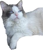 Herplaatser: Lieve Ragdoll kater bicolor met stamboom, Dieren en Toebehoren, Katten en Kittens | Raskatten | Langhaar, Kater, Gechipt