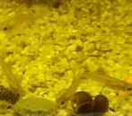 Guppie babys, Dieren en Toebehoren, Vissen | Aquariumvissen, Vis, Zoetwatervis