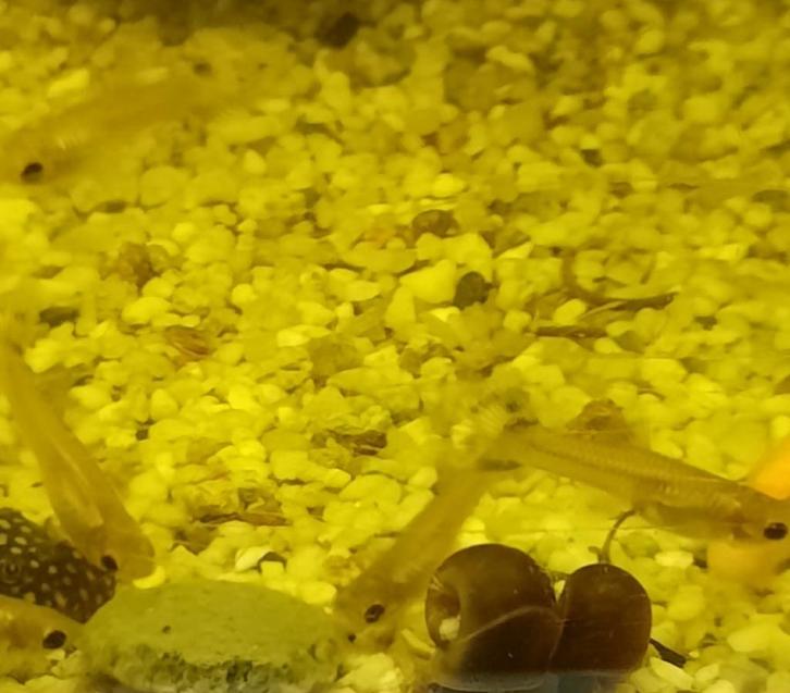 Guppie babys, Dieren en Toebehoren, Vissen | Aquariumvissen, Zoetwatervis, Vis