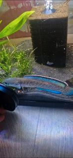 Channa bipuli true blue snakehead, Dieren en Toebehoren, Vissen | Aquariumvissen, Vis