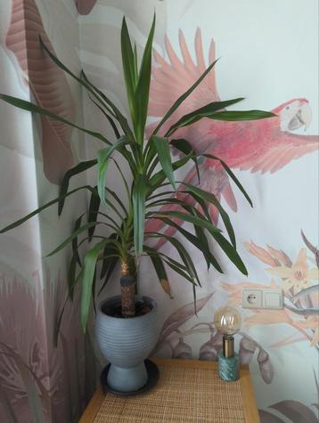 Kamerplant incl. pot, 115cm hoog  beschikbaar voor biedingen