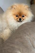 Prachtig bearface meisje (pomeriaan 6 maandjes) 💕, Dieren en Toebehoren, Honden | Poolhonden, Keeshonden en Oertypen, 15 weken tot 1 jaar