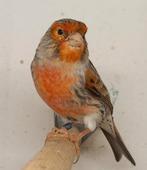 Kanaries, Meerdere dieren, Geringd