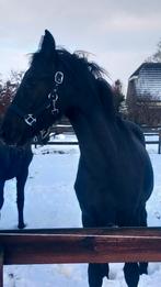 Fries merrie veulen uit 2025, Dieren en Toebehoren, Paarden, Merrie, Niet van toepassing, Minder dan 160 cm, 0 tot 2 jaar