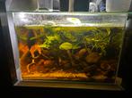 Aquarium 50-30-30 compleet, Ophalen, Zo goed als nieuw, Leeg aquarium
