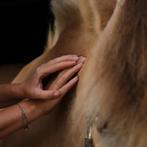 Paarden massage, guasha, Roodlichttherapie, Equery