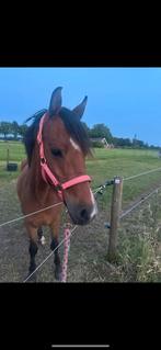4 jarige merrie, Dieren en Toebehoren, Pony's, Merrie, 3 tot 6 jaar, C pony (1.27m tot 1.37m), Recreatiepony