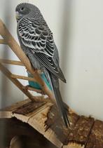 Grijze blackface Parkiet, Mannelijk, Parkiet