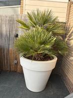 Elho bloempotten met palm en riet, Ophalen, Kunststof, Gebruikt, 40 cm of meer