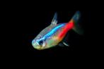 Neon Tetra, Dieren en Toebehoren, Vissen | Aquariumvissen, Zoetwatervis, Schoolvis, Vis