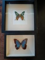 Opgezette vlinders in lijst, Ophalen, Nieuw, Insect, Opgezet dier