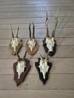 5 mooie ree geweien samen € 29 jacht hut mancave kerst d67, Ophalen of Verzenden, Hert, Gewei of Kop