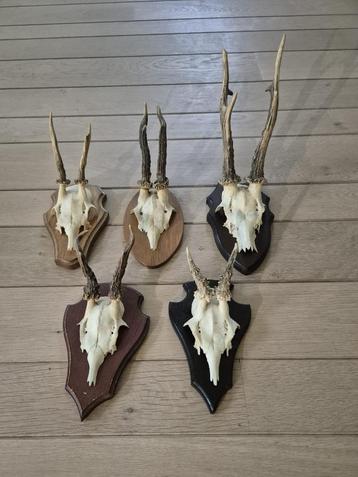 5 mooie ree geweien samen € 29 jacht hut mancave kerst d67 beschikbaar voor biedingen