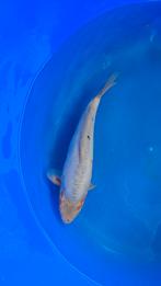 Koi doitsu ochiba, Karper of Koi